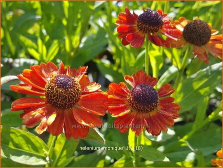 Helenium &#039;Monique&#039; | Zonnekruid | Sonnenbraut