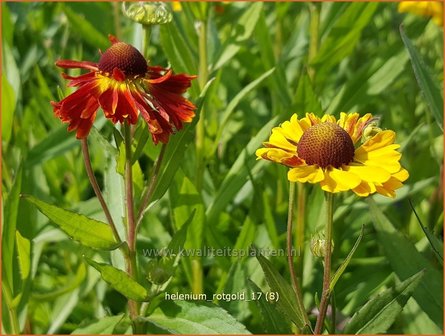 Helenium &#039;Rotgold&#039; | Zonnekruid | Sonnenbraut