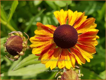 Helenium &#039;Rotgold&#039; | Zonnekruid | Sonnenbraut