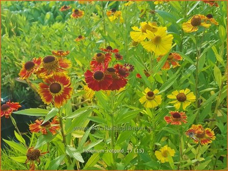 Helenium &#039;Rotgold&#039; | Zonnekruid | Sonnenbraut