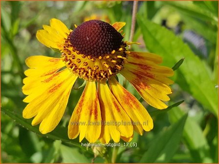 Helenium &#039;Rotgold&#039; | Zonnekruid | Sonnenbraut