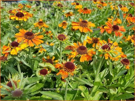 Helenium &#039;Short and Sassy&#039; | Zonnekruid | Sonnenbraut