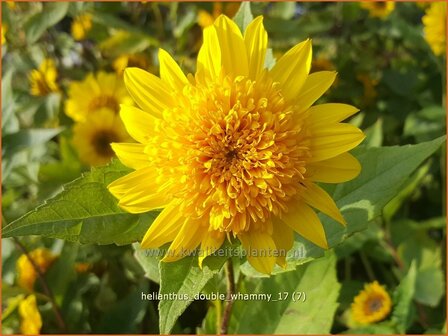 Helianthus &#039;Double Whammy&#039; | Vaste zonnebloem | Stauden-Sonnenblume