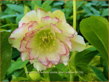 Helleborus orientalis &#039;Double Ellen Picotee&#039; | Kerstroos, Lenteroos, Vastenroos, Nieskruid | Lenzrose