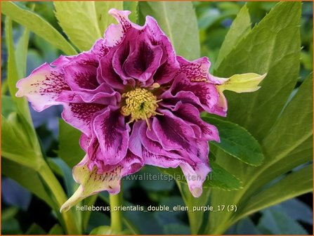 Helleborus orientalis &#039;Double Ellen Purple&#039; | Kerstroos, Lenteroos, Vastenroos, Nieskruid | Lenzrose