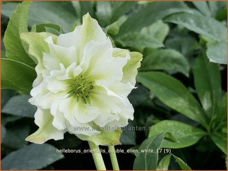 Helleborus orientalis &#039;Double Ellen White&#039; | Kerstroos, Lenteroos, Vastenroos, Nieskruid | Lenzrose