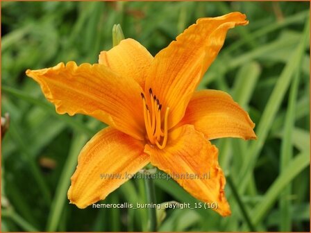 Hemerocallis &#039;Burning Daylight&#039; | Daglelie | Taglilie