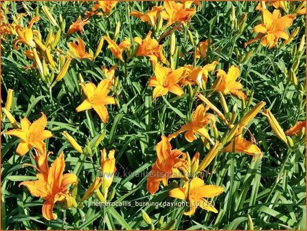 Hemerocallis &#039;Burning Daylight&#039; | Daglelie | Taglilie