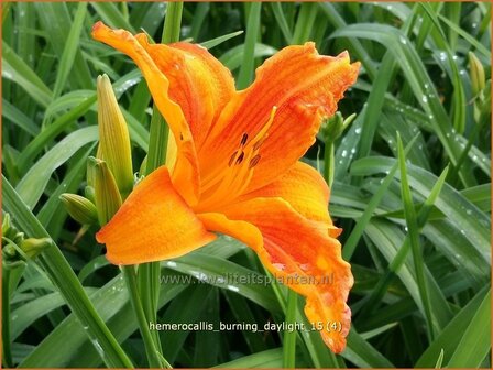 Hemerocallis &#039;Burning Daylight&#039; | Daglelie | Taglilie