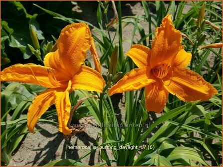 Hemerocallis &#039;Burning Daylight&#039; | Daglelie | Taglilie