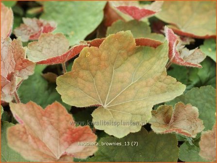 Heuchera &#039;Brownies&#039; | Purperklokje | Purpurgl&ouml;ckchen