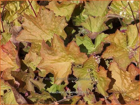 Heuchera &#039;Brownies&#039; | Purperklokje | Purpurgl&ouml;ckchen