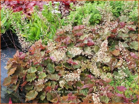 Heuchera &#039;Brownies&#039; | Purperklokje | Purpurgl&ouml;ckchen