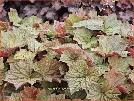 Heuchera &#039;Brownies&#039; | Purperklokje | Purpurgl&ouml;ckchen