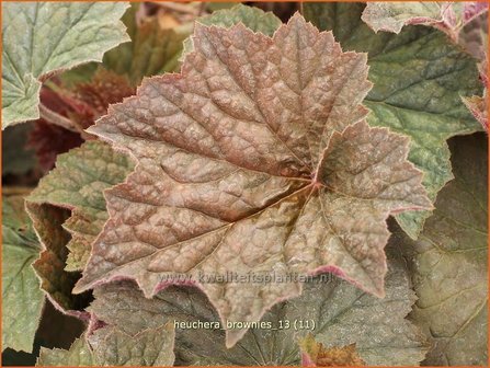 Heuchera &#039;Brownies&#039; | Purperklokje | Purpurgl&ouml;ckchen