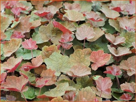 Heuchera &#039;Brownies&#039; | Purperklokje | Purpurgl&ouml;ckchen