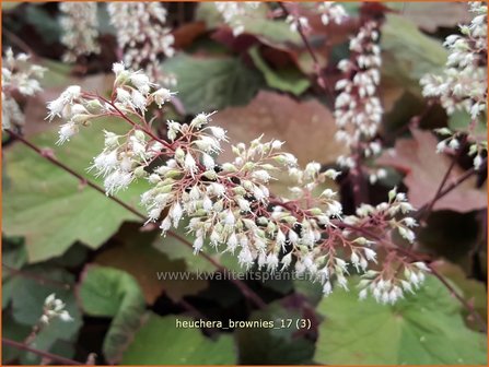 Heuchera &#039;Brownies&#039; | Purperklokje | Purpurgl&ouml;ckchen