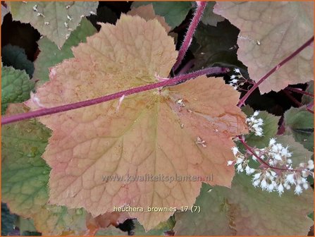 Heuchera &#039;Brownies&#039; | Purperklokje | Purpurgl&ouml;ckchen