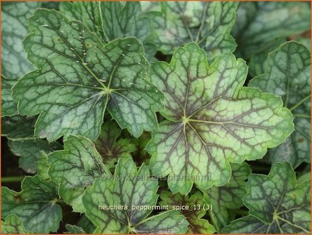 Heuchera &#039;Peppermint Spice&#039; | Purperklokje | Purpurgl&ouml;ckchen