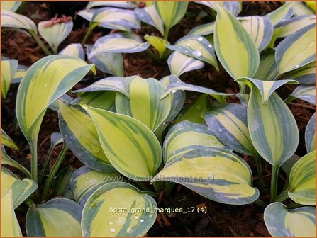 Hosta &#039;Grand Marquee&#039; | Hosta, Hartlelie, Funkia | Funkie