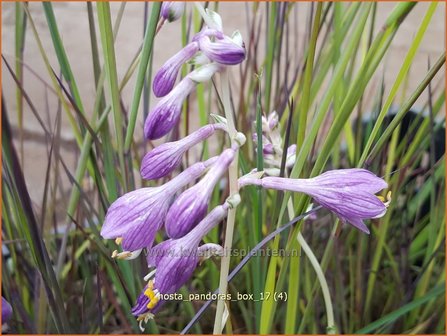 Hemerocallis &#039;Pandora&#039;s Box&#039; | Daglelie | Taglilie