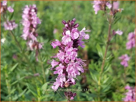 Hyssopus officinalis &#039;Roseus&#039; | Hysop | Apotheker-Ysop