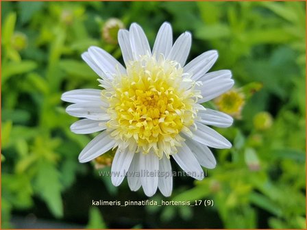 Kalimeris pinnatifida &#039;Hortensis&#039; | Zomeraster | Fiederspaltige Sch&ouml;naster