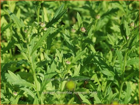 Kalimeris pinnatifida &#039;Hortensis&#039; | Zomeraster | Fiederspaltige Sch&ouml;naster