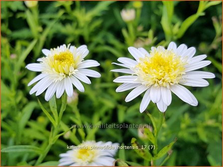 Kalimeris pinnatifida &#039;Hortensis&#039; | Zomeraster | Fiederspaltige Sch&ouml;naster