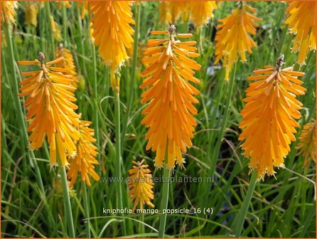 Kniphofia &#039;Mango Popsicle&#039; | Vuurpijl, Fakkellelie | Fackellilie