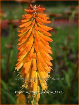 Kniphofia &#039;Mango Popsicle&#039; | Vuurpijl, Fakkellelie | Fackellilie