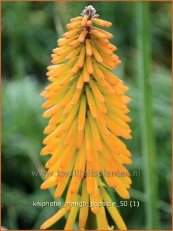 Kniphofia &#039;Mango Popsicle&#039; | Vuurpijl, Fakkellelie | Fackellilie