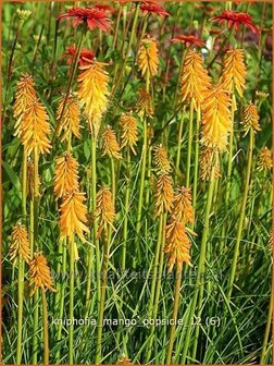 Kniphofia &#039;Mango Popsicle&#039; | Vuurpijl, Fakkellelie | Fackellilie