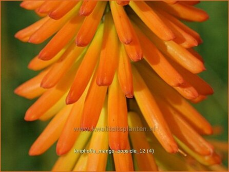 Kniphofia &#039;Mango Popsicle&#039; | Vuurpijl, Fakkellelie | Fackellilie