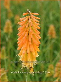 Kniphofia &#039;Mango Popsicle&#039; | Vuurpijl, Fakkellelie | Fackellilie