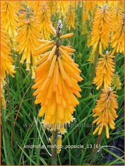 Kniphofia &#039;Mango Popsicle&#039; | Vuurpijl, Fakkellelie | Fackellilie