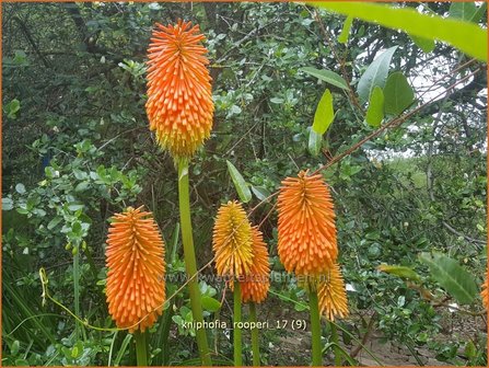 Kniphofia rooperi | Vuurpijl, Fakkellelie | Fackellilie