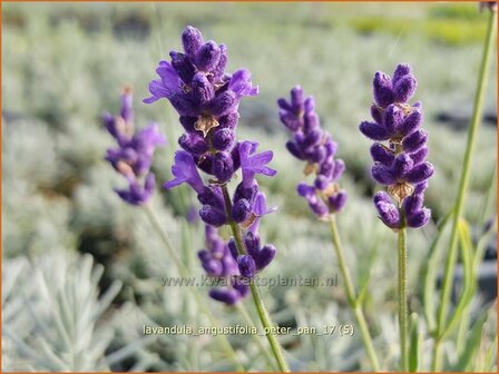 Lavandula angustifolia &#039;Peter Pan&#039; | Gewone lavendel, Echte lavendel, Lavendel | Echter Lavendel