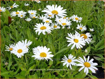 Leucanthemum &#039;Silberprinzesschen&#039; | Margriet | Grossblumige Margerite