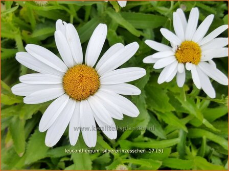 Leucanthemum &#039;Silberprinzesschen&#039; | Margriet | Grossblumige Margerite