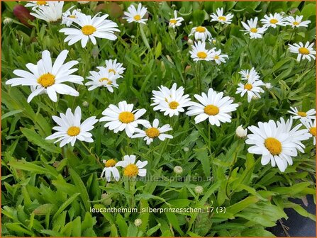 Leucanthemum &#039;Silberprinzesschen&#039; | Margriet | Grossblumige Margerite