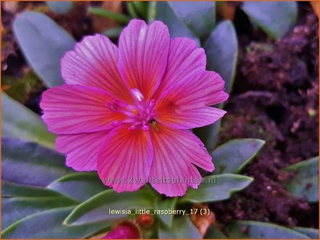 Lewisia &amp;#39;Little Raspberry&amp;#39;