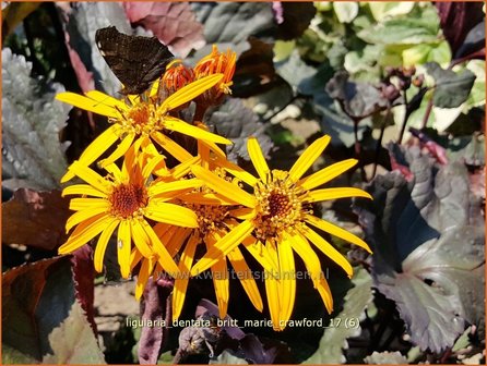 Ligularia dentata &#039;Britt Marie Crawford&#039; | Kruiskruid | Stern-Goldkolben