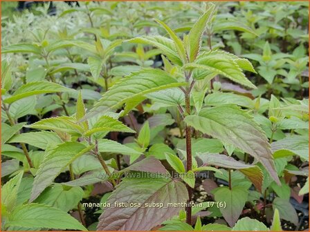 Monarda fistulosa subsp. menthifolia | Bergamotplant, Indianennetel | Minzebl&auml;ttrige Indianernessel