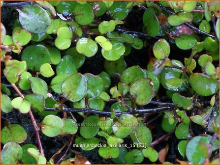 Muehlenbeckia axillaris | Teppich-Drahtstrauch