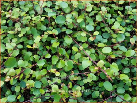 Muehlenbeckia axillaris | Teppich-Drahtstrauch