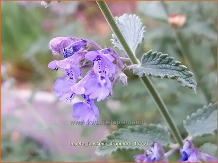 Nepeta faassenii &#039;Dropmore&#039; | Kattenkruid | Blaue Katzenminze