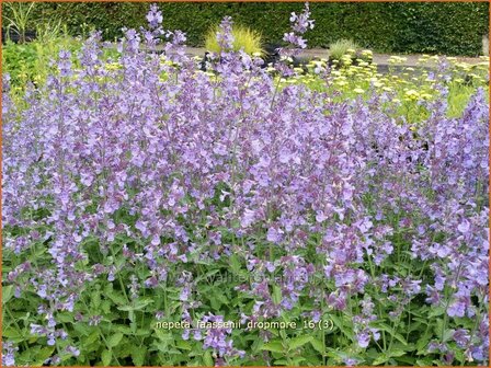 Nepeta faassenii &#039;Dropmore&#039; | Kattenkruid | Blaue Katzenminze