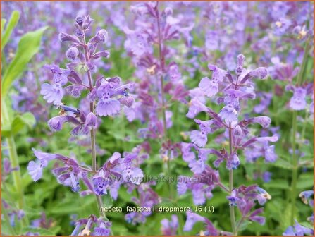 Nepeta faassenii &#039;Dropmore&#039; | Kattenkruid | Blaue Katzenminze