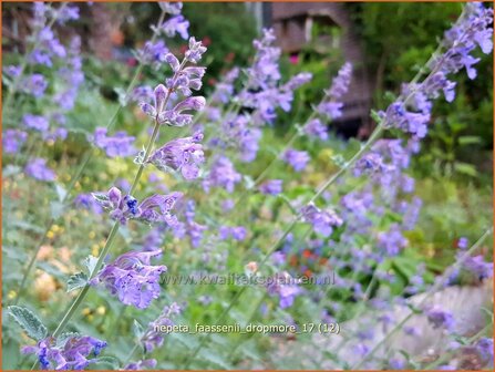 Nepeta faassenii &#039;Dropmore&#039; | Kattenkruid | Blaue Katzenminze